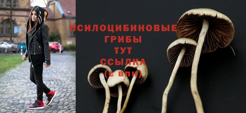 Галлюциногенные грибы Psilocybe  даркнет как зайти  Звенигород 